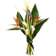 Weltreise - Strelizien und Callas