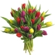 Brassée de tulipes