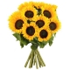 Tournesols longues tiges
