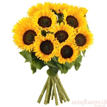 Tournesols longues tiges